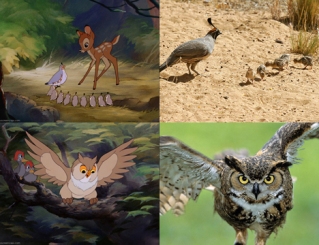 Here is a comparison between real quail and the one's in Bambi as well as a comparison between the owl and a Great Horned Owl