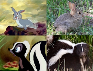 Thumper vs a real Rabbit, Flower vs a real skunk