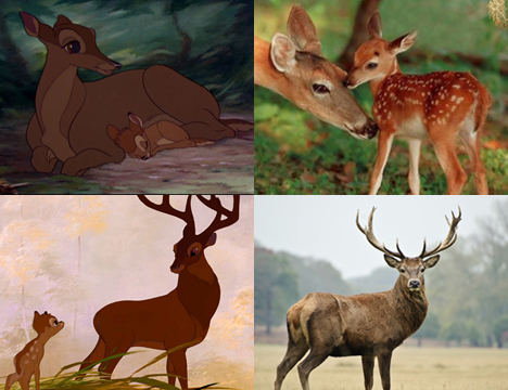 deer-compare