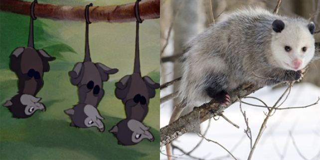 The Possums in Bambi vs a real Possum